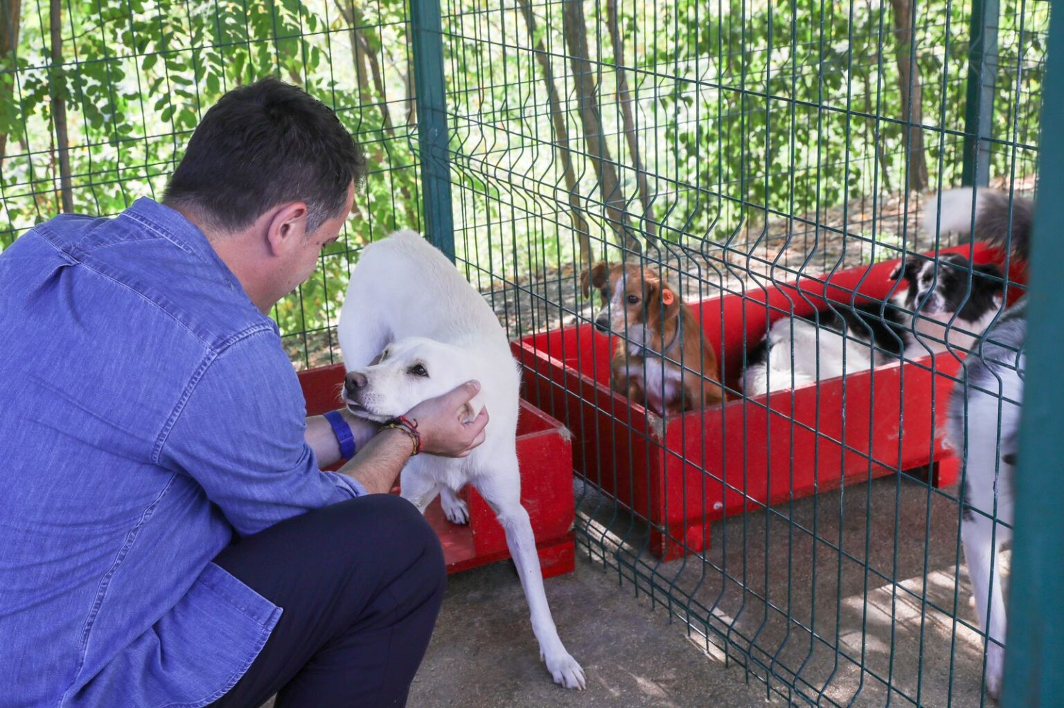 Ku mund të gjejnë strehim qentë dhe macet endacake në kryeqytet?