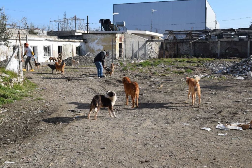 Helmimet e kafshëve endacake në Tiranë, realiteti i dhimbshëm që nuk ndalet.
